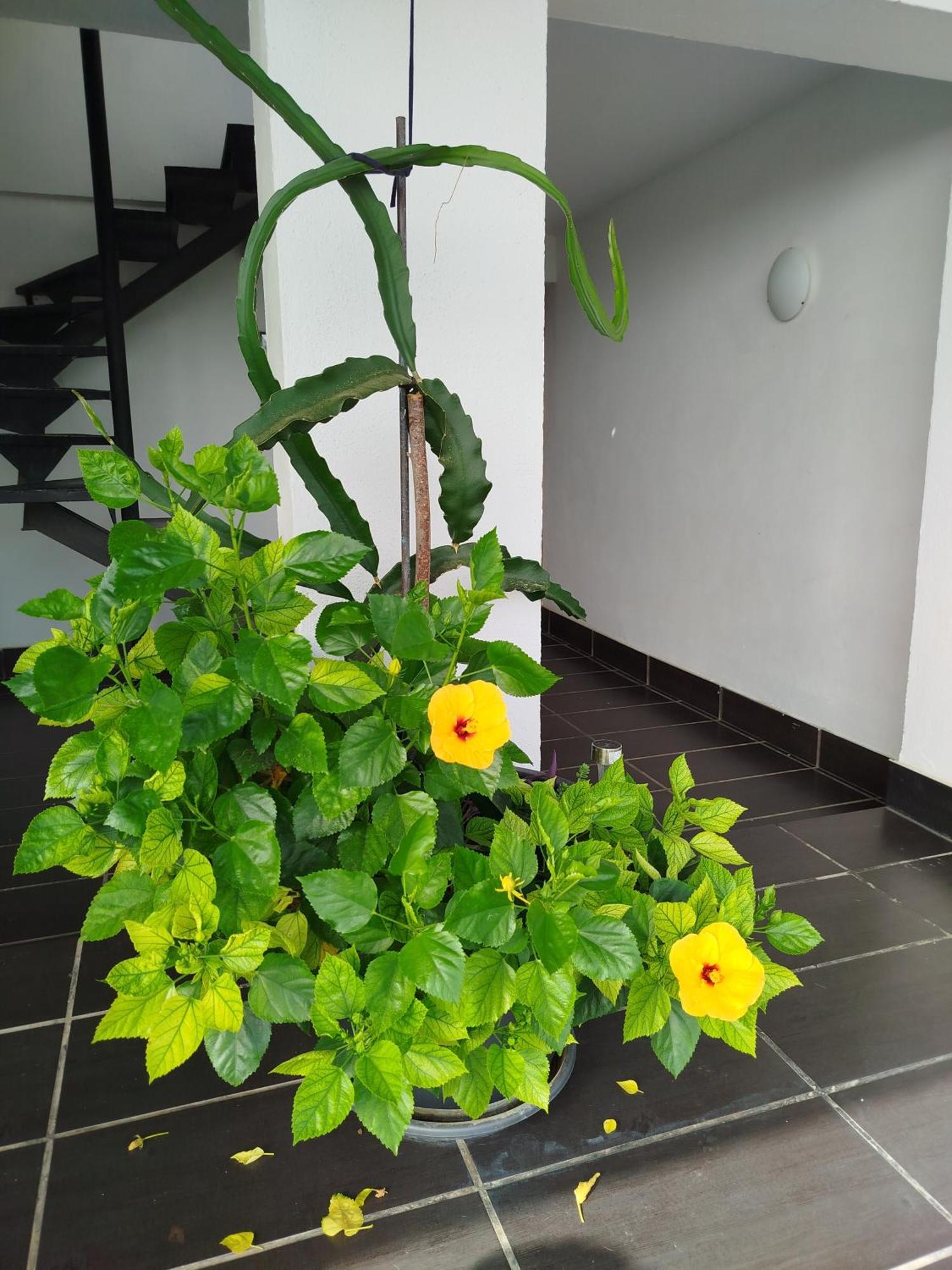 טורמולינוס Pinar Suites Habitaciones מראה חיצוני תמונה